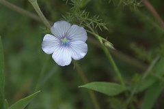 vermutlich Zweijähriger Lein (Linum bienne)