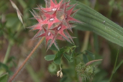 Stern-Klee (Trifolium stellatum)