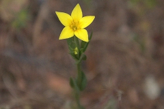 Gelbes Tausendgüldenkraut (Centaurium maritimum)
