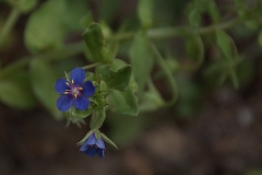 Blauer Gauchheil (Anagallis foemina)