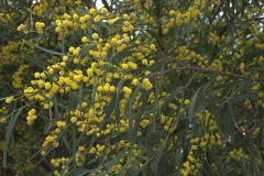 Immerblühende Akazie (Acacia retinodes)