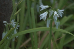 Glöckchen-Lauch (Allium triquetrum)