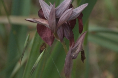 Pflugschar-Zungenstendel (Serapias vomeracea)