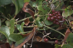 Raue Stechwinde (Smilax aspera)