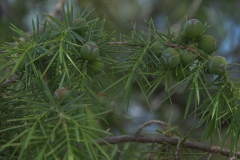 Stech-Wacholder (Juniperus oxycedrus)