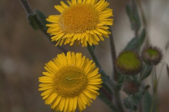 Kleines Flohkraut (Pulicaria vulgaris)