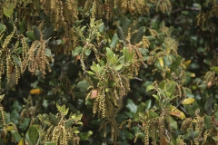 Stein-Eiche (Quercus ilex)