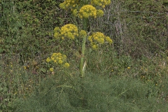 Riesenfenchel (Ferula communis communis)