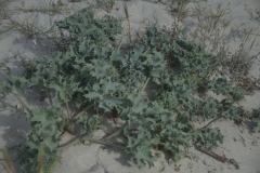 Stranddistel (Eryngium maritimum)