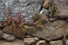 Waagerechter Venusnabel (Umbilicus horizontalis)