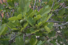 Echte Feige (Ficus carica)