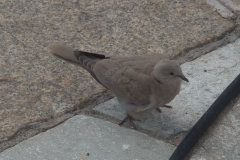 Türkentaube (Streptopelia decaocto)
