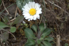 Korsisches Gänseblümchen (Bellis bernardii)
