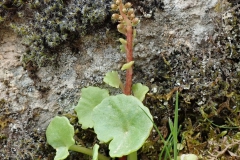 Waagerechter Venusnabel (Umbilicus horizontalis)