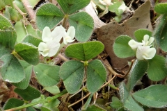 Bodenfrüchtiger Klee (Trifolium subterraneum)