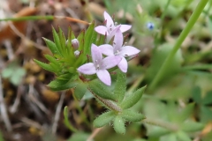 Ackerröte (Sherardia arvensis)