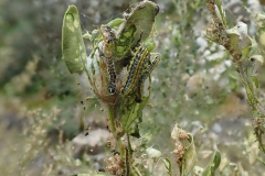 Raupen vom Buchsbaumzünsler (Cydalima perspectalis)