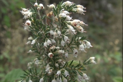 Baumheide (Erica arborea)