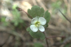 Zymbelkraut-Ehrenpreis (Veronica cymbalaria)