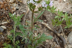 Fußangel-Spornblume (Centranthus calcitrapa)