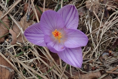Korsischer Krokus (Crocus corsicus)