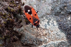 Weißpunkt-Bodenwanze (Melanocoryphus albomaculatus)