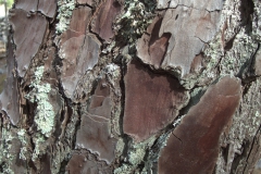 Aleppo-Kiefer (Pinus halepensis)