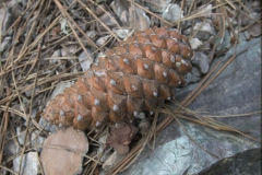 Aleppo-Kiefer (Pinus halepensis)