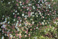 Mexikanisches Berufkraut (Erigeron karvinskianus)