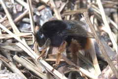 Unbekannte Hummel