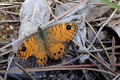 Korsischer Mauerfuchs (Lasiommata paramegaera)