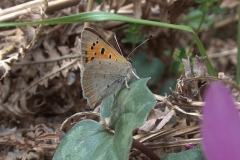 Kleiner Feuerfalter (Lycaena phlaeas)