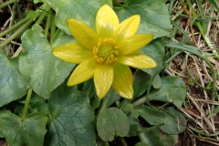 Ficaria verna subsp. ficariiformis
