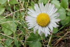 Korsisches Gänseblümchen (Bellis bernardii)