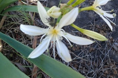 Trauer-Rosenkäfer (Oxythyrea funesta) auf Illyrischer Trichternarzisse (Pancratium illyricum)