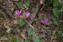 Geschweiftblättriges Alpenveilchen (Cyclamen repandum)