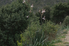Kleinfrüchtiger Affodill (Asphodelus ramosus)