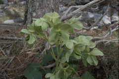 Korsische Nieswurz (Helleborus argutifolius)