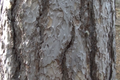 Korsische Schwarzkiefer (Pinus nigra subsp. laricio)