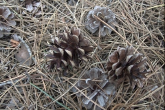 Korsische Schwarzkiefer (Pinus nigra subsp. laricio)