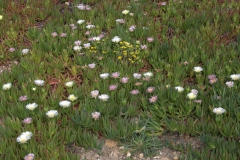 Essbare Mittagsblume (Carpobrotus edulis)