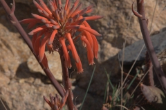 Aloe macrocarpa