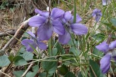Korsisches Veilchen (Viola corsica)