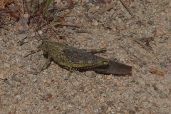 Ägyptische Wanderheuschrecke (Anacridium aegyptium)