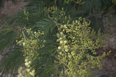 Silber-Akazie (Acacia dealbata)