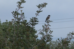 Schwarzkehlchen (Saxicola rubicola)