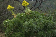 Rosettendickblatt (Aeonium arboreum)