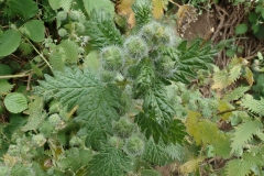 Pillen-Brennnessel (Urtica pilulifera)