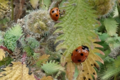 Siebenpunkt (Coccinella septempunctata)