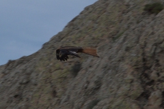 Rotmilan (Milvus milvus)